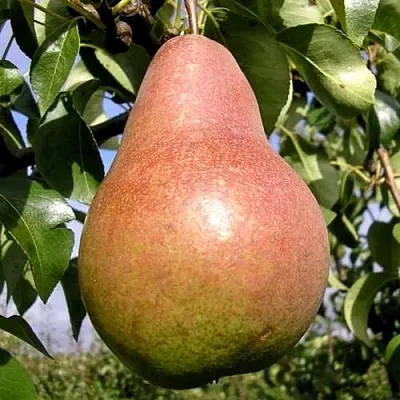 Груша КИРГИЗСКАЯ ЗИМНЯЯ  Груша КИРГИЗСКАЯ ЗИМНЯЯ в Чебоксарах