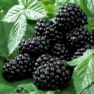 Ежевика БЛЭК БЬЮТИ  Ежевика БЛЭК БЬЮТИ в Чебоксарах