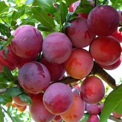 Слива НЕКТАРИННАЯ АРОМАТНАЯ в Чебоксарах