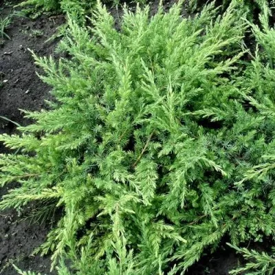 Можжевельник ШЛЯГЕР прибрежный — описание сорта Можжевельник ШЛЯГЕР прибрежный в Чебоксарах