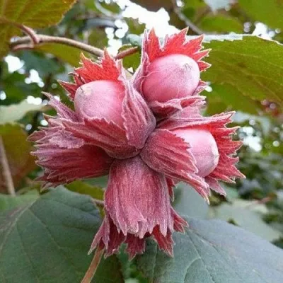 Фундук СКАРЛЕТТ  Фундук СКАРЛЕТТ в Чебоксарах