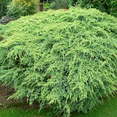 Можжевельник ХОЛГЕР чешуйчатый  Можжевельник ХОЛГЕР чешуйчатый в Чебоксарах