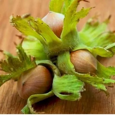 Фундук ГИГАНТ ТАМБОВСКИЙ  Фундук ГИГАНТ ТАМБОВСКИЙ в Чебоксарах