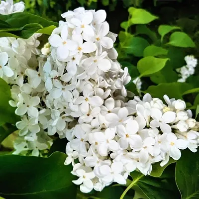 Сирень МАЛЕНЬКИЙ ПРИНЦ  Сирень МАЛЕНЬКИЙ ПРИНЦ в Чебоксарах