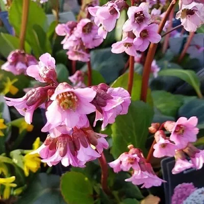 Бадан БЭБИ ДОЛЛ  Бадан БЭБИ ДОЛЛ в Чебоксарах