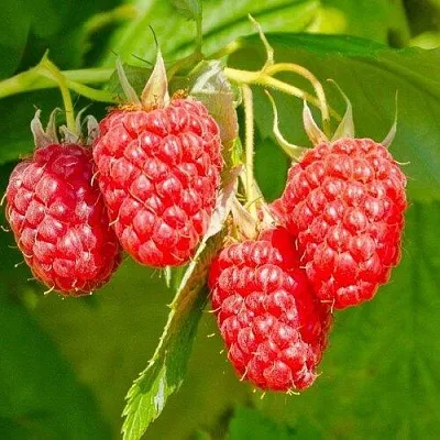 Малина ИЗОБИЛЬНАЯ  Малина ИЗОБИЛЬНАЯ в Чебоксарах