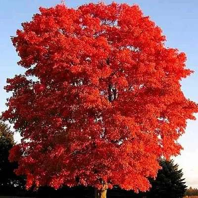 Дуб красный  в Чебоксарах