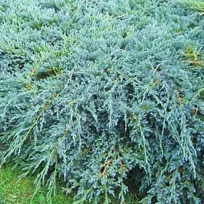 Можжевельник БЛЮ КАРПЕТ чешуйчатый  Можжевельник БЛЮ КАРПЕТ чешуйчатый в Чебоксарах