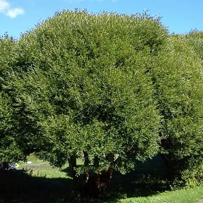 Ива ломкая   Ива ломкая  в Чебоксарах