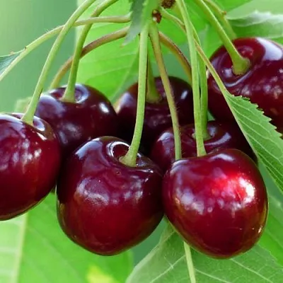 Дюк ЖИВИЦА (ЧЕРЕВИШНЯ)  Дюк ЖИВИЦА (ЧЕРЕВИШНЯ) в Чебоксарах