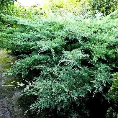 Можжевельник ПФИТЦЕРИАНА ГЛАУКА средний  Можжевельник ПФИТЦЕРИАНА ГЛАУКА средний в Чебоксарах