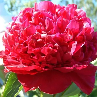 Пион ИНСПЕКТОР ЛАВЕРН травянистый в Чебоксарах