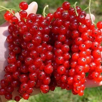 Смородина красная РЕД ПУЛ  Смородина красная РЕД ПУЛ в Чебоксарах