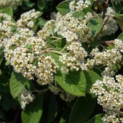 Кизильник пузырчатый в Чебоксарах