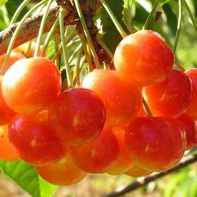 Черешня СОПЕРНИЦА  Черешня СОПЕРНИЦА в Чебоксарах