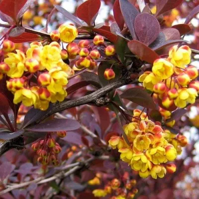 Барбарис СУПЕРБА оттавский  — описание сорта Барбарис СУПЕРБА оттавский  в Чебоксарах