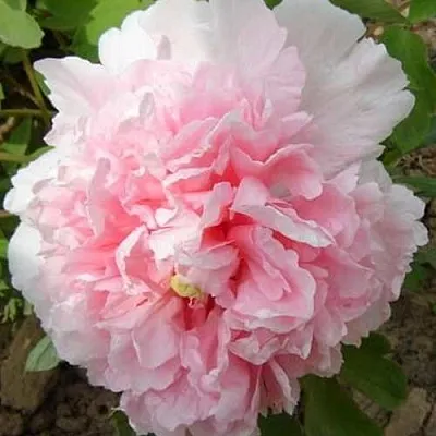 Пион БУКЕТ РОЗОВЫХ ГВОЗДИК древовидный  Пион БУКЕТ РОЗОВЫХ ГВОЗДИК древовидный в Чебоксарах