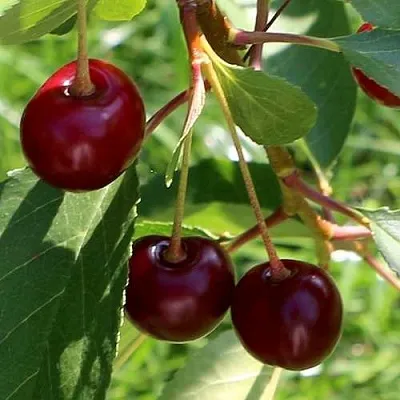 Дюк НАДЕЖДА  Дюк НАДЕЖДА в Чебоксарах