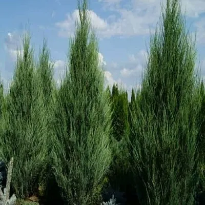 Можжевельник СКАЙРОКЕТ скальный  Можжевельник СКАЙРОКЕТ скальный в Чебоксарах