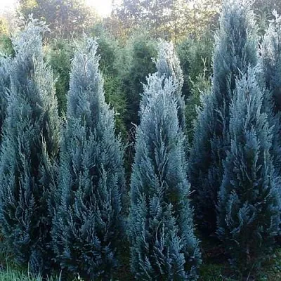 Кипарисовик ДАРТС БЛЮ РИББОН лавсона  Кипарисовик ДАРТС БЛЮ РИББОН лавсона в Чебоксарах