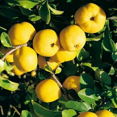 Айва ЦЕЗАРЬ  Айва ЦЕЗАРЬ в Чебоксарах