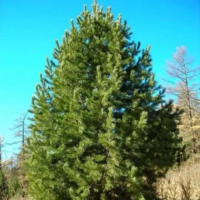 Сосна кедровая сибирская в Чебоксарах