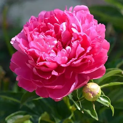 Пион БУШЕЛА травянистый  Пион БУШЕЛА травянистый в Чебоксарах