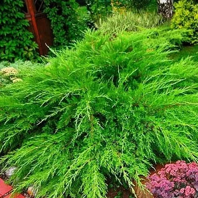 Можжевельник МИНТ ДЖУЛЕП средний  Можжевельник средний Mint Julep (МИНТ ДЖУЛЕП) в Чебоксарах