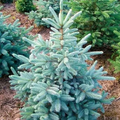 Ель КЕЙБАБ колючая в Чебоксарах