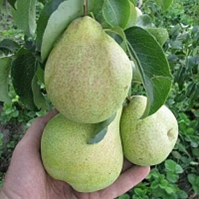 Груша КУДЕСНИЦА  Груша КУДЕСНИЦА в Чебоксарах