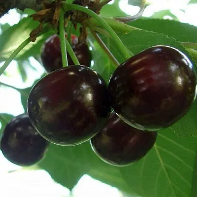 Дюк КСЕНИЯ (ЧЕРЕВИШНЯ)  Дюк КСЕНИЯ (ЧЕРЕВИШНЯ) в Чебоксарах