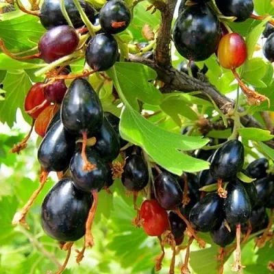 Смородина золотистая БОКАЛИНСКАЯ  Смородина золотистая БОКАЛИНСКАЯ в Чебоксарах