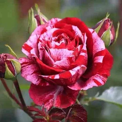 Саженцы роз ДИП ИМПРЕШН флорибунда  Саженцы роз ДИП ИМПРЕШН флорибунда в Чебоксарах