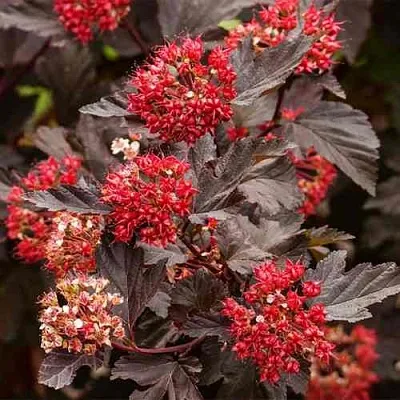 Пузыреплодник РЕД БАРОН  Пузыреплодник РЕД БАРОН в Чебоксарах