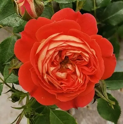 Саженцы роз СТАРЛЕТ РОУЗ КАРМЕН плетистая  Саженцы роз СТАРЛЕТ РОУЗ КАРМЕН плетистая в Чебоксарах