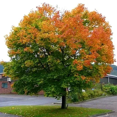 Клен остролистный  Клен остролистный в Чебоксарах