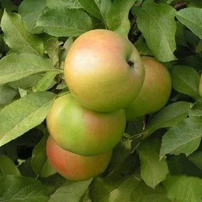 Яблоня ВЕРБНОЕ  Яблоня ВЕРБНОЕ в Чебоксарах