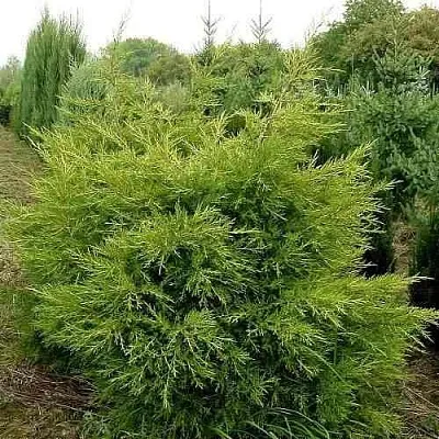 Можжевельник КУРИВАО ГОЛД китайский  Можжевельник КУРИВАО ГОЛД китайский в Чебоксарах