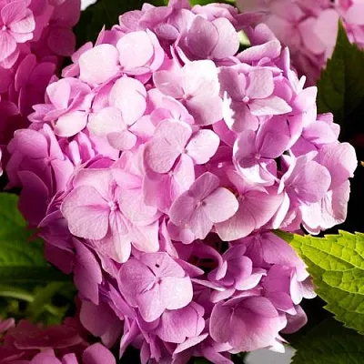 Гортензия БУКЕТ РОУЗ крупнолистная  Гортензия БУКЕТ РОУЗ крупнолистная в Чебоксарах