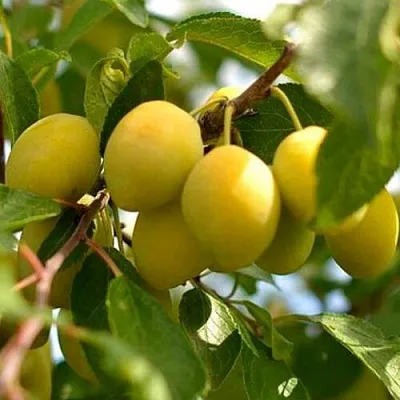 Слива ОЧАКОВСКАЯ ЖЕЛТАЯ в Чебоксарах