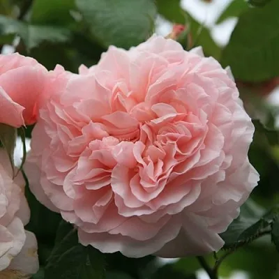 Саженцы роз РОЗ ДЕ ТОЛБИАК плетистая  Саженцы роз РОЗ ДЕ ТОЛБИАК плетистая в Чебоксарах