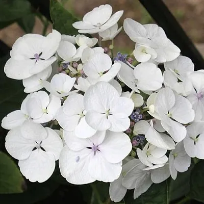 Гортензия ЛИБЕЛЛЕ крупнолистная  Гортензия ЛИБЕЛЛЕ крупнолистная в Чебоксарах