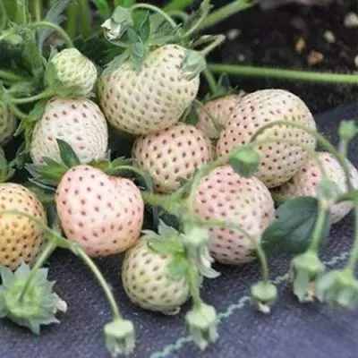 Клубника АНАНАСА ремонтантная в Чебоксарах