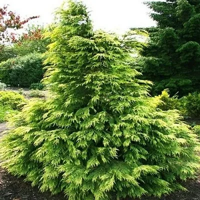 Кипарисовик САНКИСТ лавсона  Кипарисовик САНКИСТ лавсона в Чебоксарах