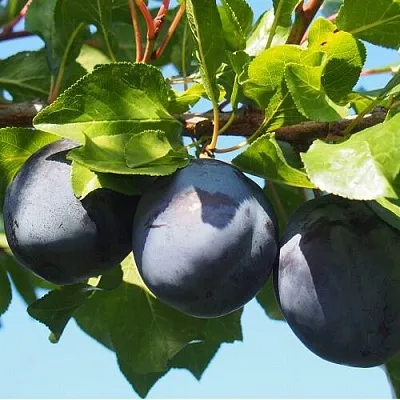 Слива ВОЛАТ в Чебоксарах