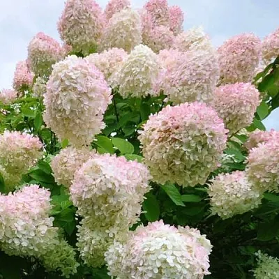 Гортензия ГРАНДИФЛОРА метельчатая  Гортензия ГРАНДИФЛОРА метельчатая в Чебоксарах