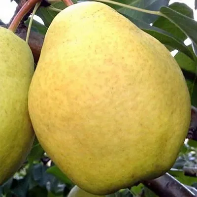 Груша ОСЕННИЙ ВЕЛИКАН  Груша ОСЕННИЙ ВЕЛИКАН в Чебоксарах