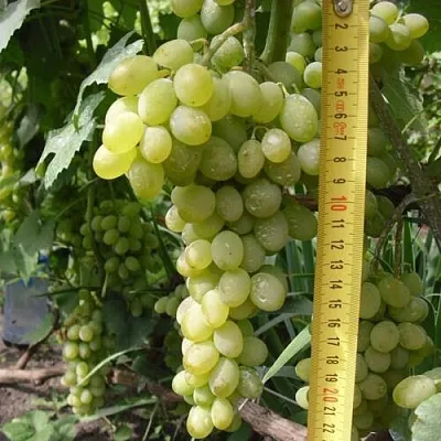 Виноград АНАНАСНЫЙ РАННИЙ  Виноград АНАНАСНЫЙ РАННИЙ в Чебоксарах