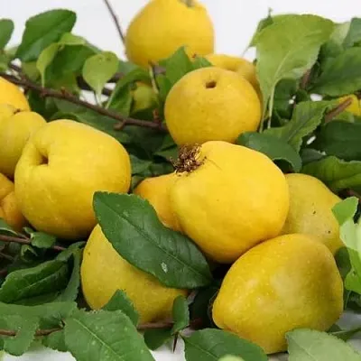 Айва ЯПОНСКАЯ  Айва ЯПОНСКАЯ в Чебоксарах