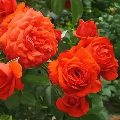 Саженцы роз МАЙНТАУЭР плетистая  Саженцы роз МАЙНТАУЭР плетистая в Чебоксарах